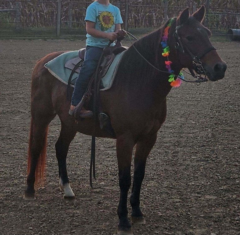 13 hand bay mare teenage safe with kids