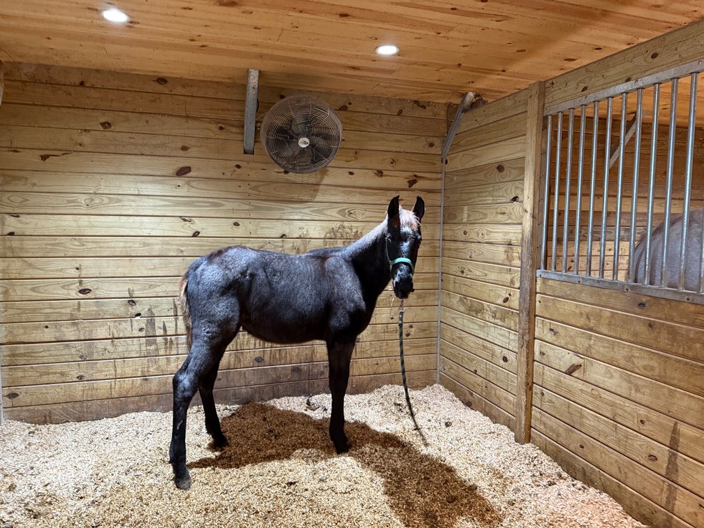  Blue roan 8 month old stud Colt