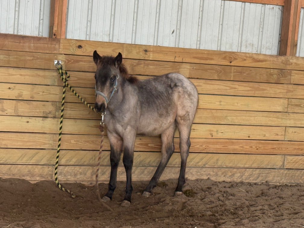 Buckskin roan POA 8 month old stud Colt