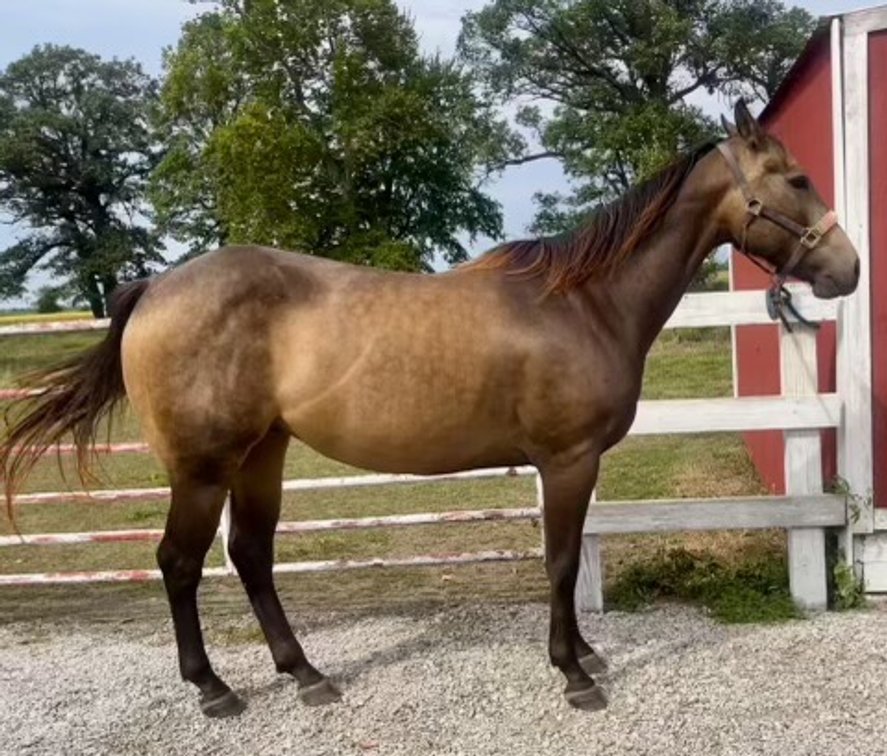 AQHA 5 yr old buckskin gelding