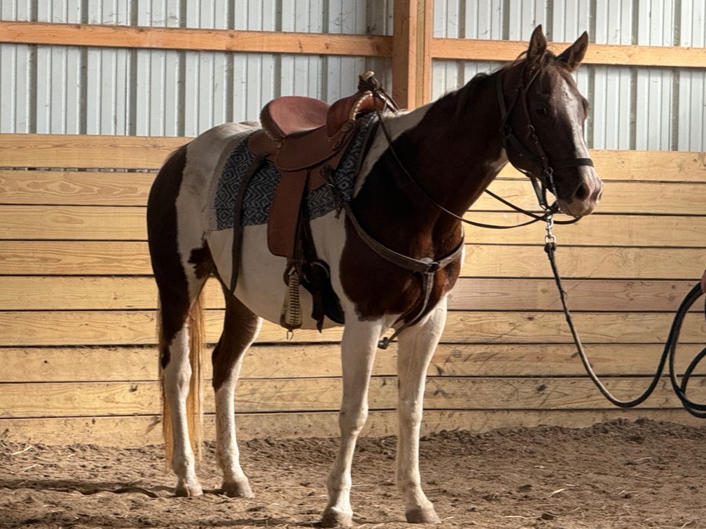 12 year old paint mare