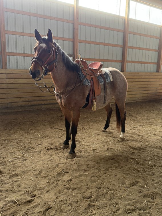 14 year old bay roan gelding