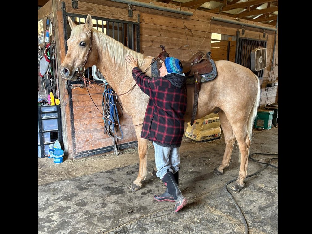 8 year old grade  quarter horse gelding
