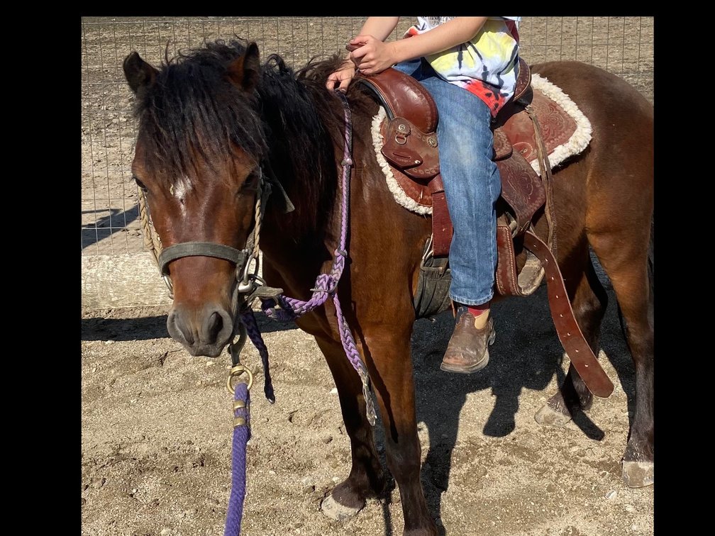 2 yr old bay pony gelding
