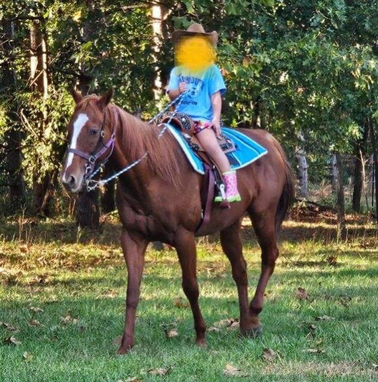 15H. 13 years old Mare