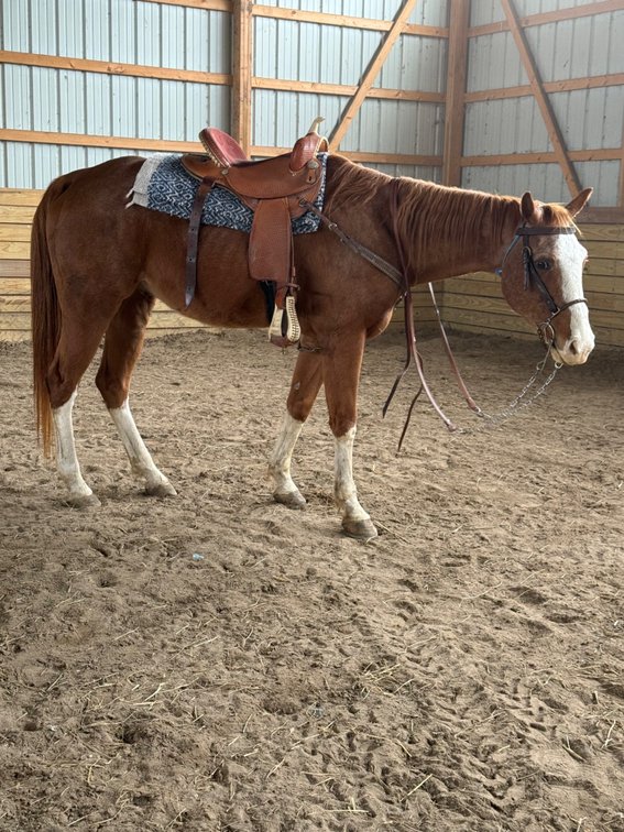 Super broke 16 year old roan gelding