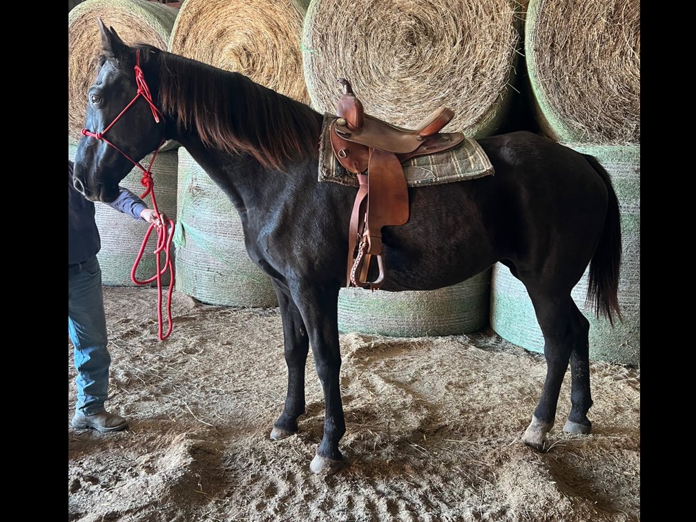 12-year-old mare