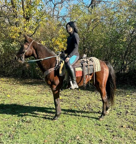 Image for Hamilton County Horse & Tack Sale -SATURDAY November 16th - Noblesville, IN