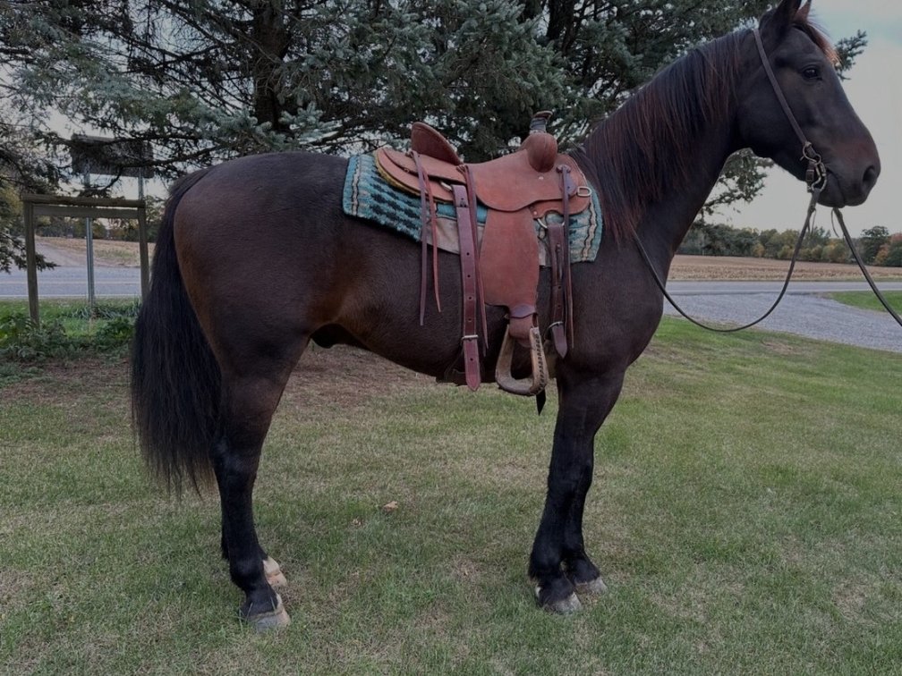 5-year-old Friesian cross gelding
