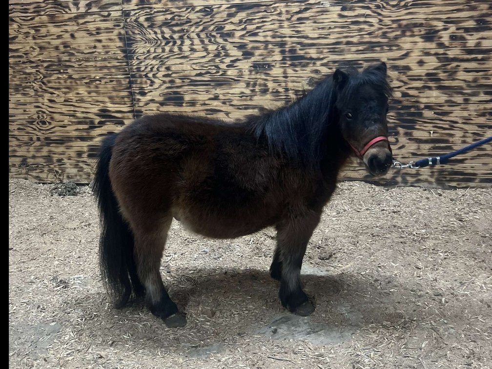 Image for Hamilton County Christmas Horse & Tack Sale -SATURDAY December 7th  - Noblesville, IN