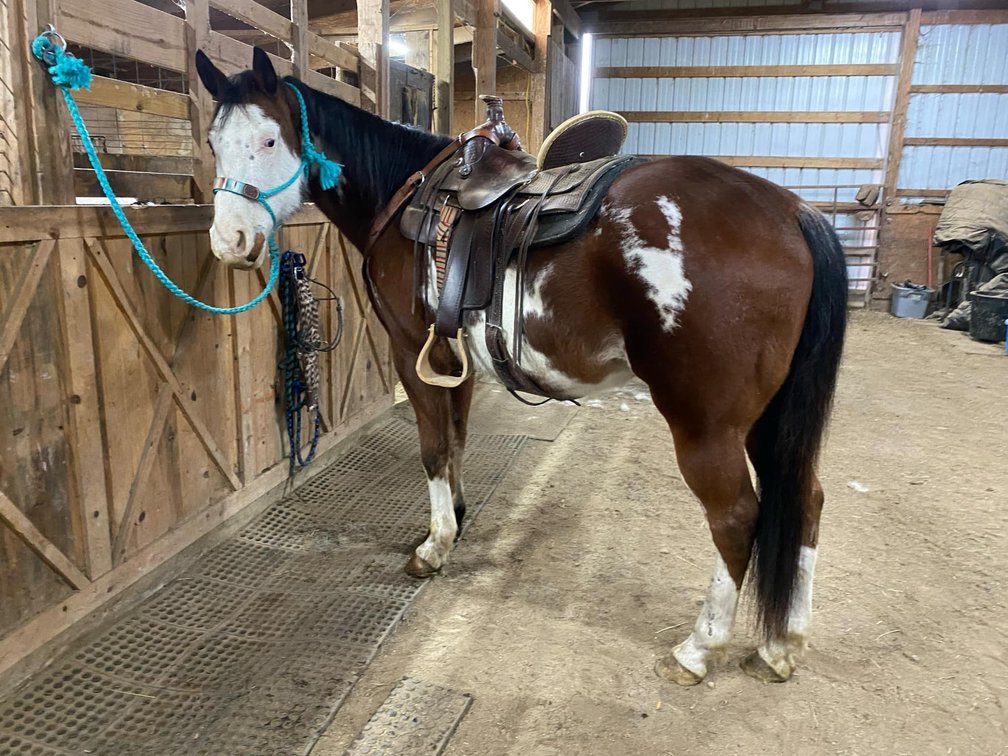 11yr old 15.3hh paint gelding