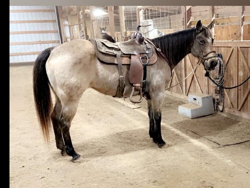 8yr old QH mare standing 14.3
