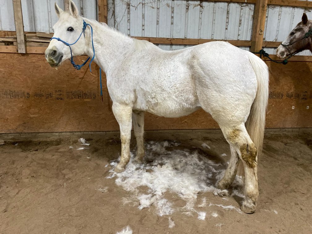 14yr old QH gelding, standing 15hh