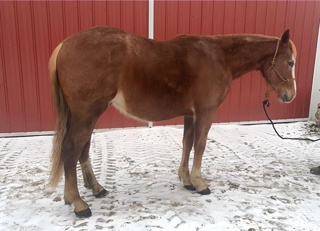 Jebb is a coming 3 year old, by a son of DOUBLE MAN ROWDY (producer of several money earning performance horses) and out of a DASH FOR CASH MARE