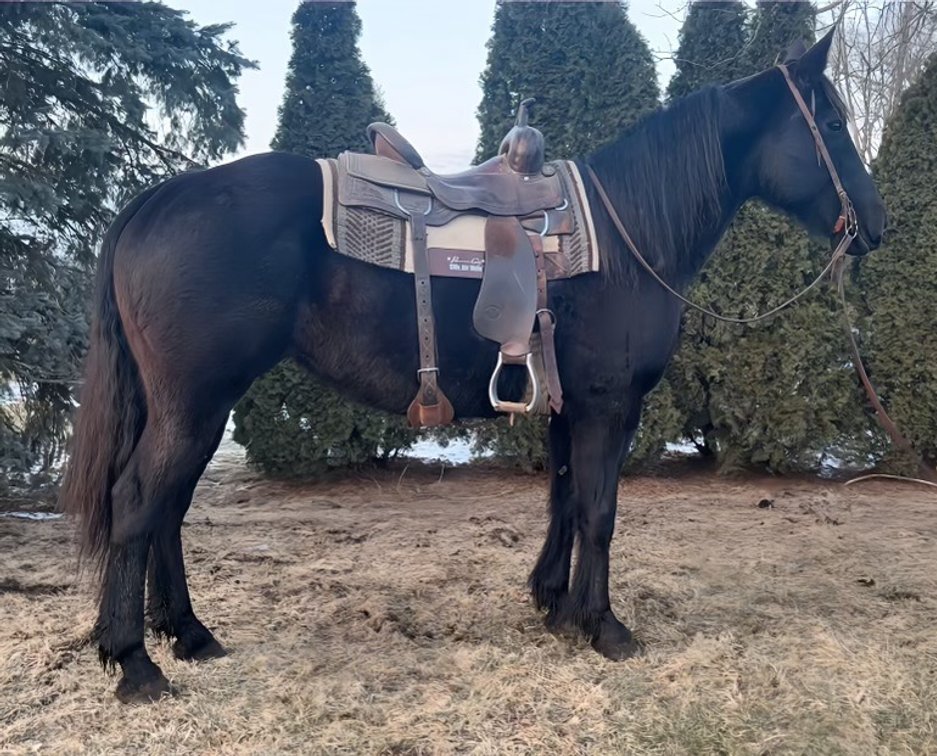 Sissy is a very neat black crossbred mare she’s 15.3 hands tall 11 years old
