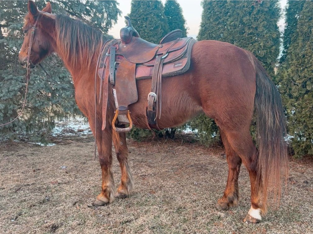 10 year old mare stands 14.3 hands tall
