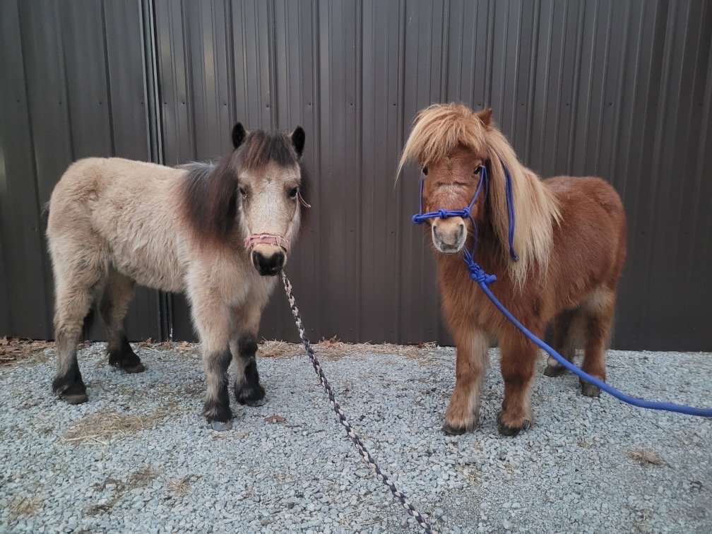 Rosemary is a 12 year old red roan mare pony stands 38 inches
