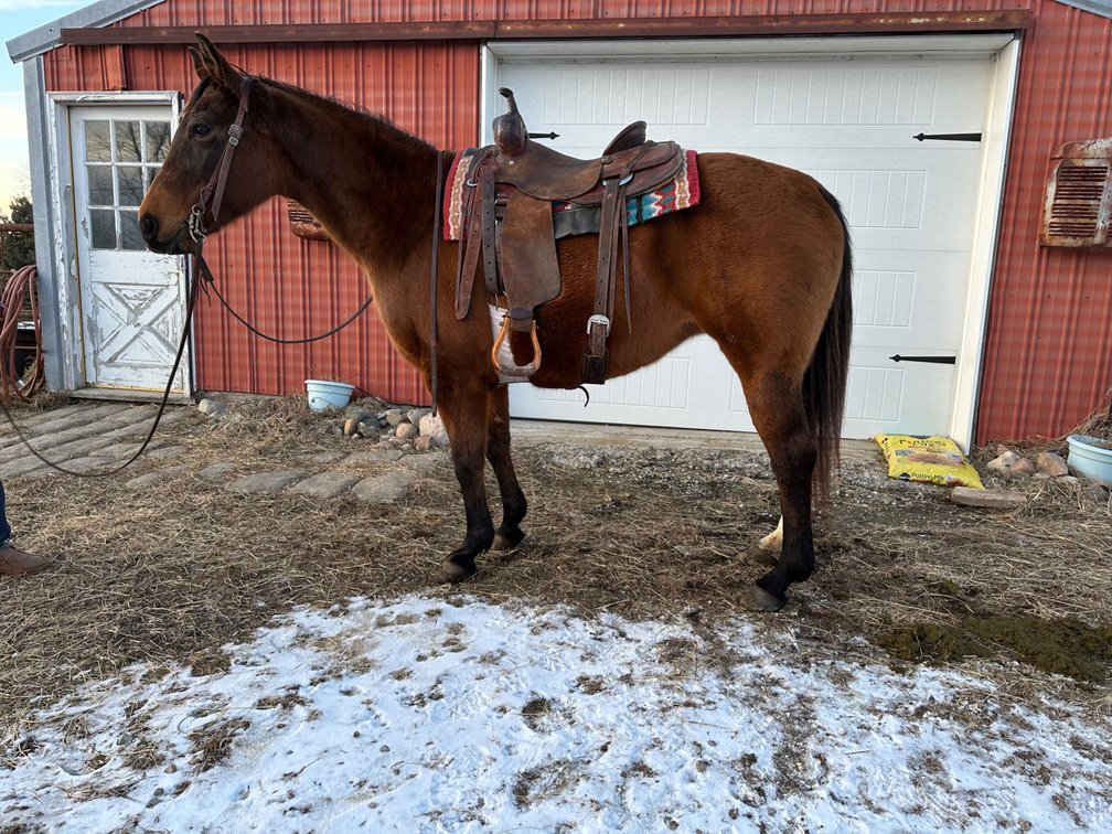 Lady is a 14 year old mare stands 15 hands