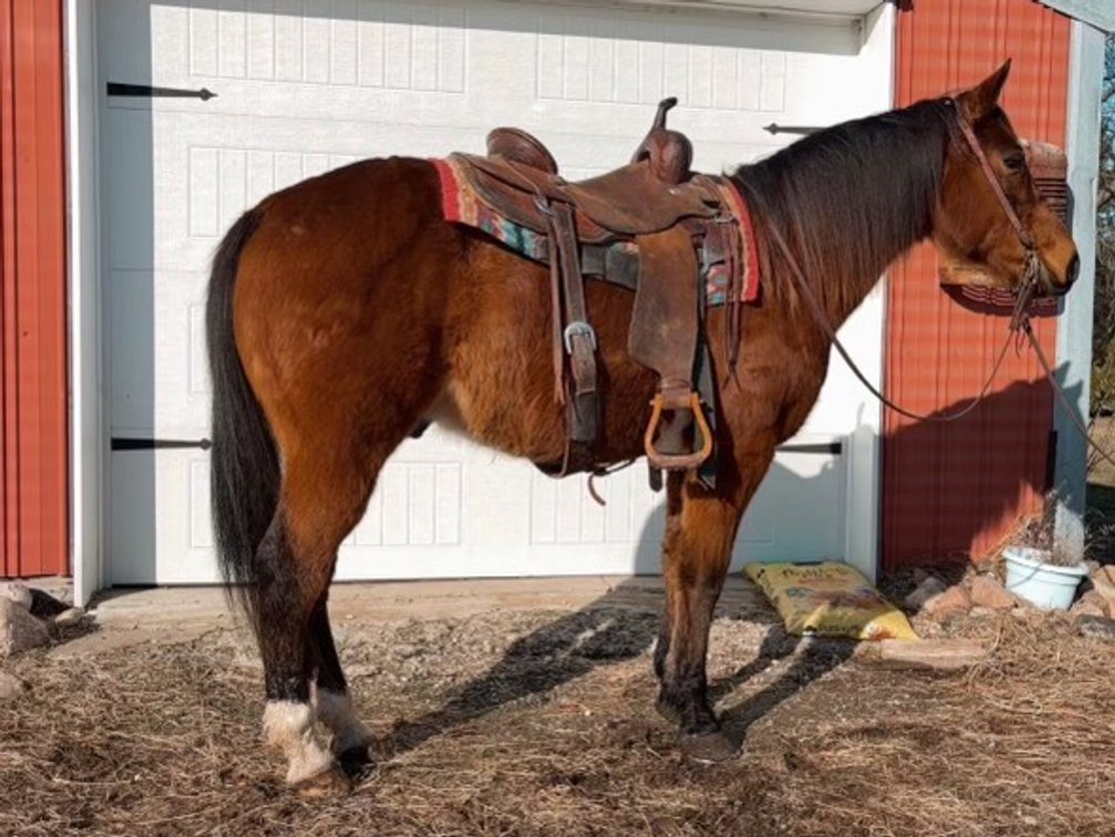 dude he is a 13 year old gelding stands 15 hands