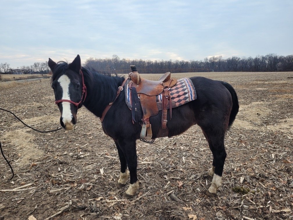 Doc is a 16 year old gelding,  stands around 15.1 hands