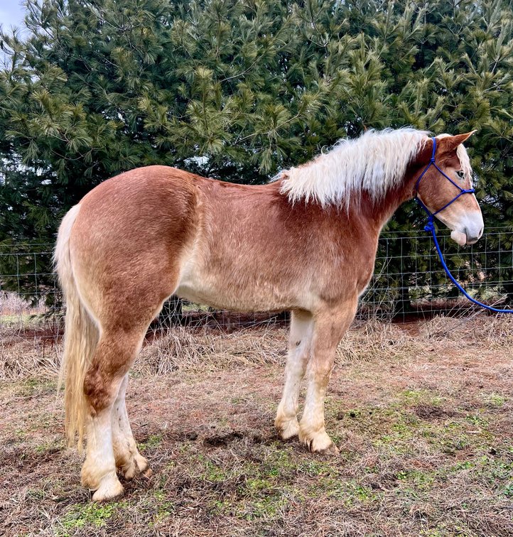 Lucy is a Belgian Brabant cross that stands 16.1 and is just getting her  4 year old teeth