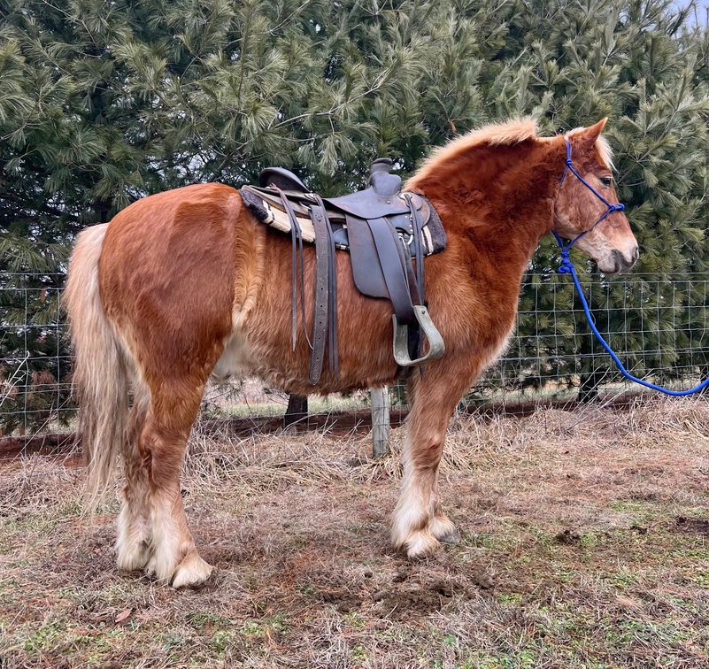 Mike and Ike are 14 and 15 year-old haflinger geldings standing right at 14 hands and very stout