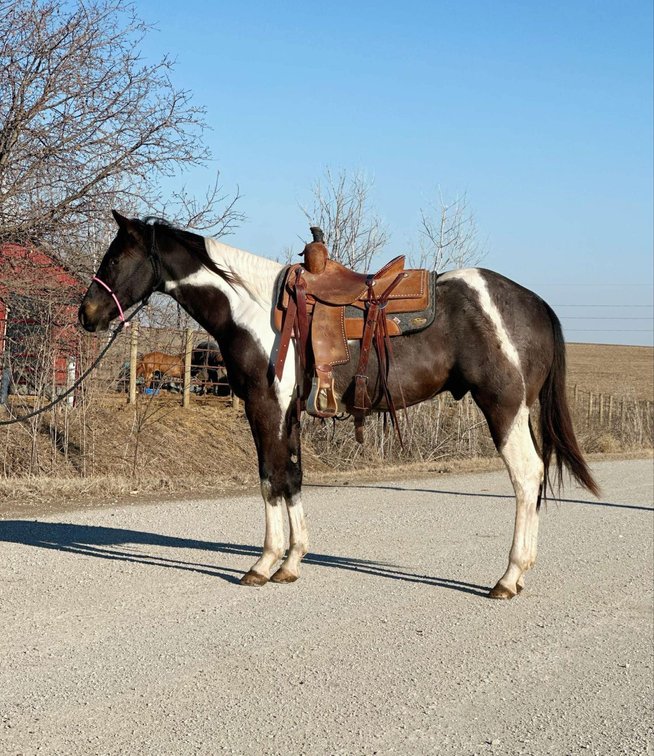3yr old Blue Roan Tobiano Paint Cross Gelding standing 15.2hh