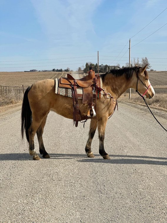 Daisy Mae 3 year old dappled buckskin mare standing 14hh
