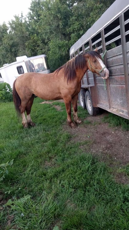 Slim 8 year old dun gelding standing 14.3