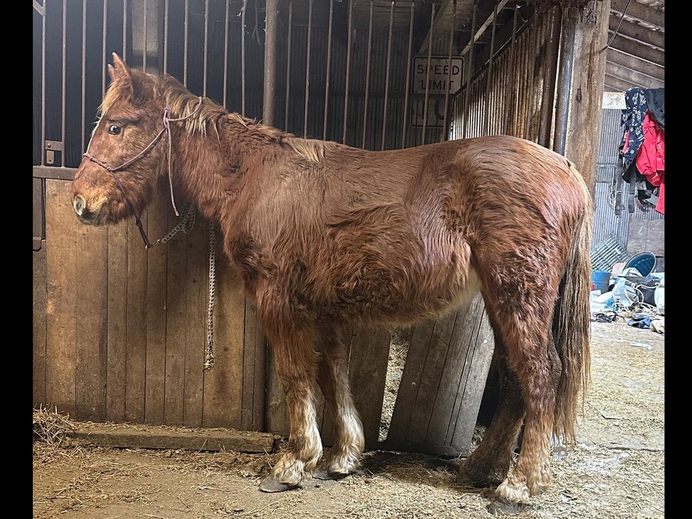 Muffin yearling Belgian QH cross. 