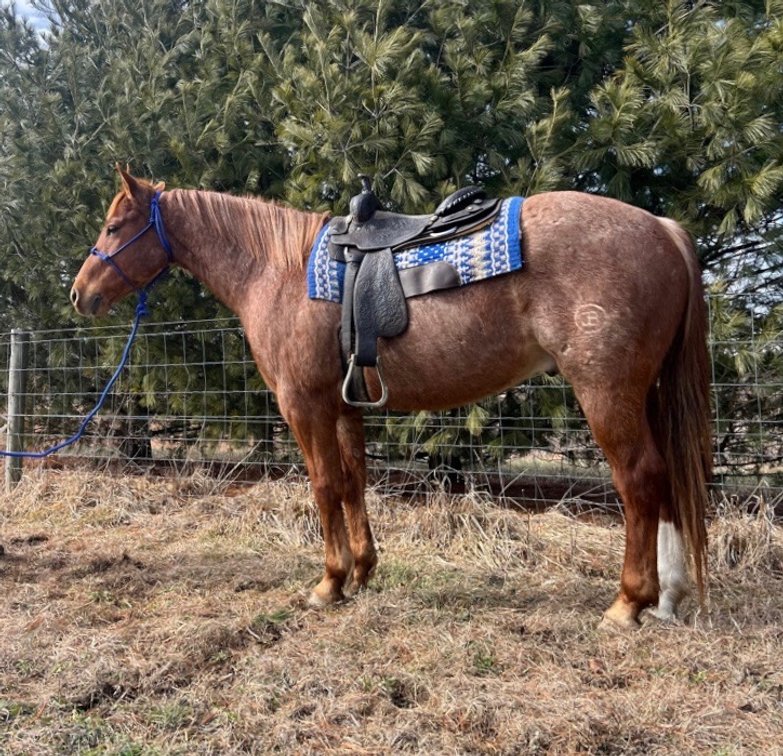 RJ is a five-year-old Draft cross gelding. 