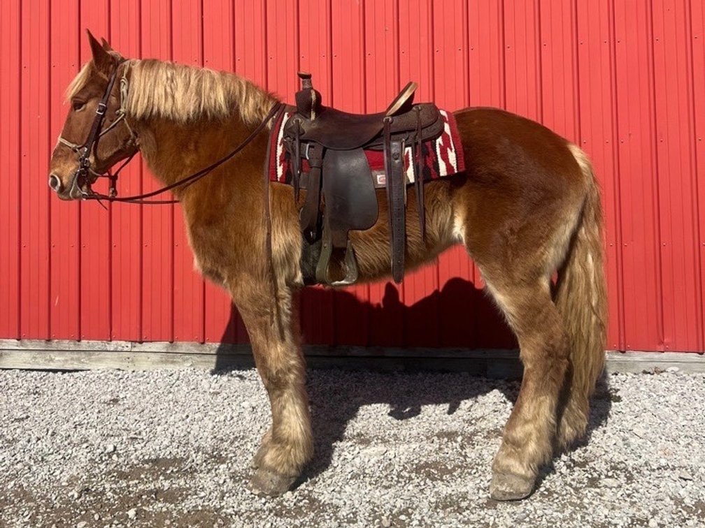 Penny is an 18 year-old, 16.3 hand Belgian Mare
