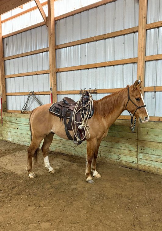 Cash  10yo 15.2hh Red dun Quarter horse gelding