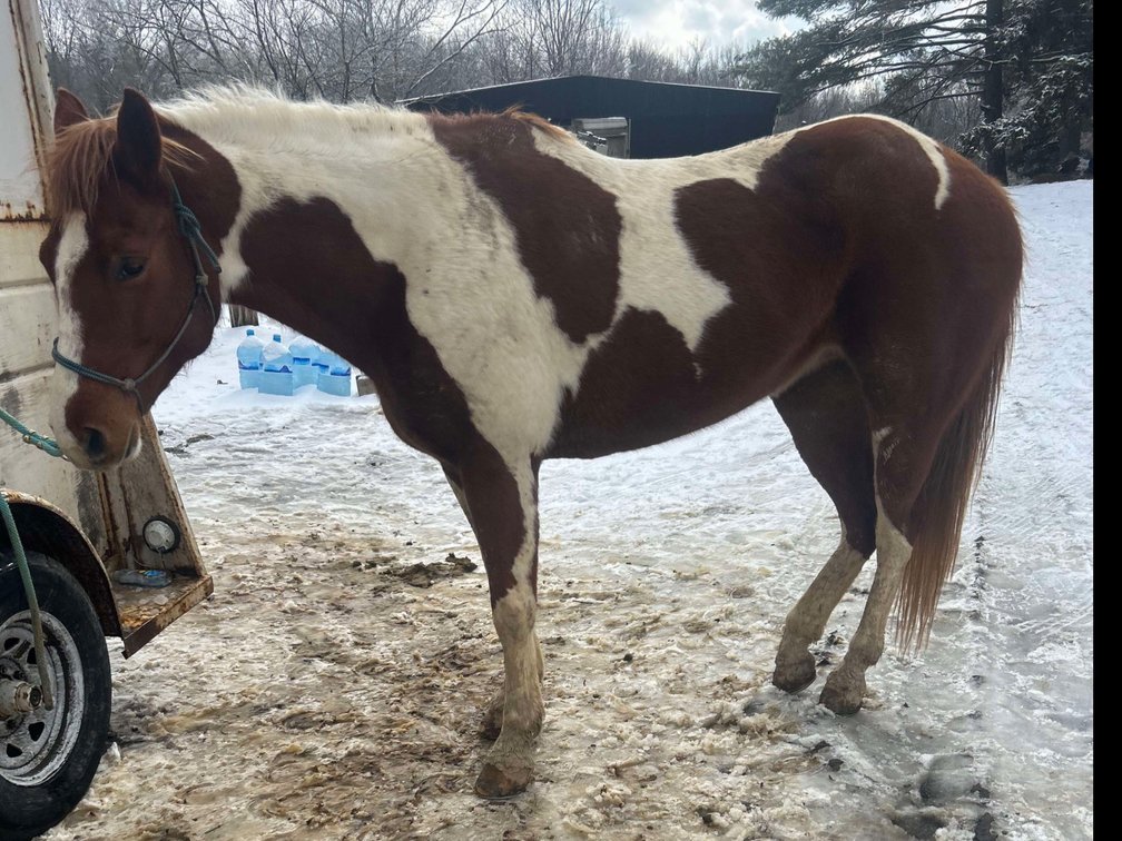 Jessie  8yr old appendix mare stands about 15hh
