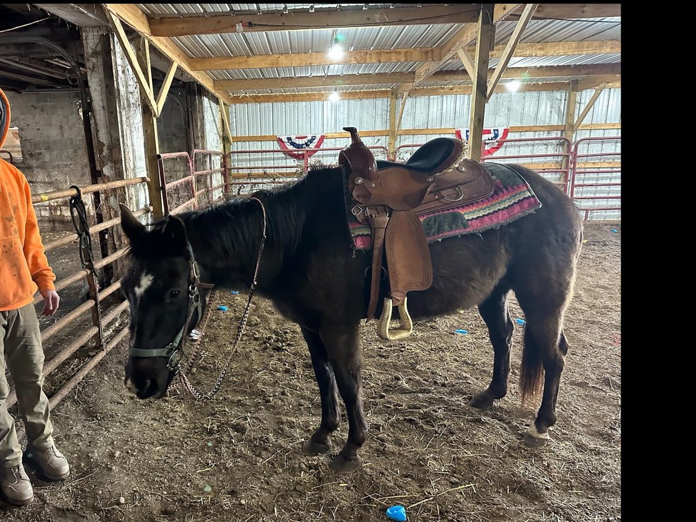 18-year-old black gelding