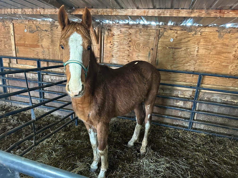 Two-year-old saddlebred Dutch cross gelding