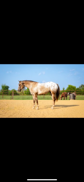 Tinker bell sparkle     4year old grade mare 14.1H POA Blanket app 
