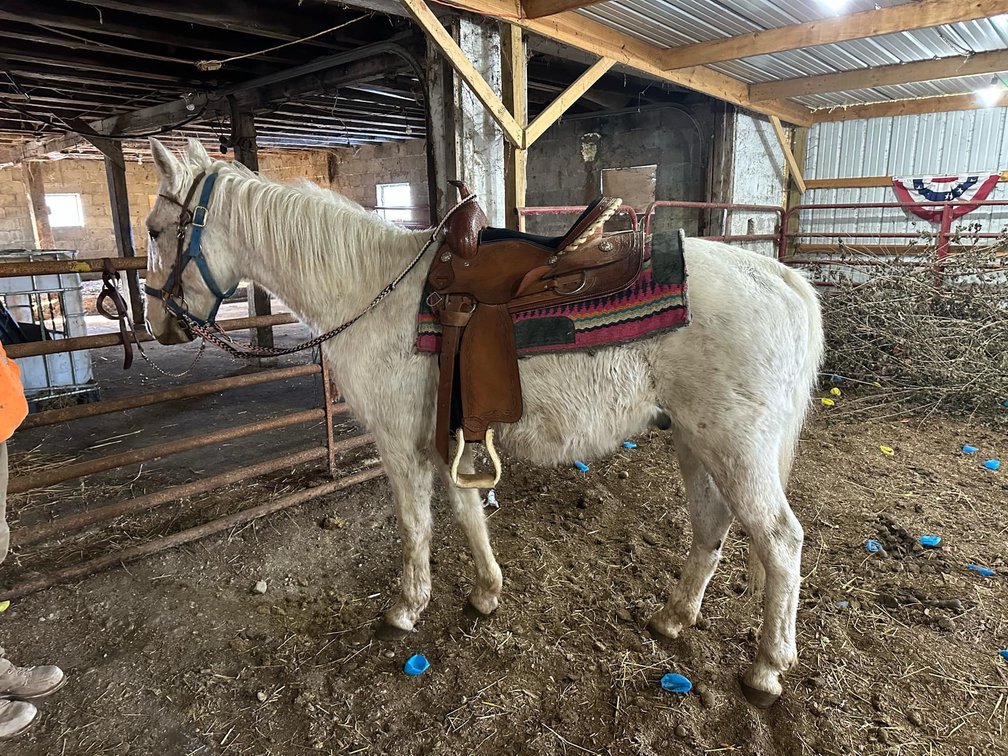 18-year-old gray gelding