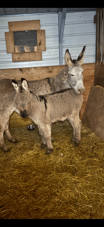 4 month old Jenny(DOB: Oct 14,2024