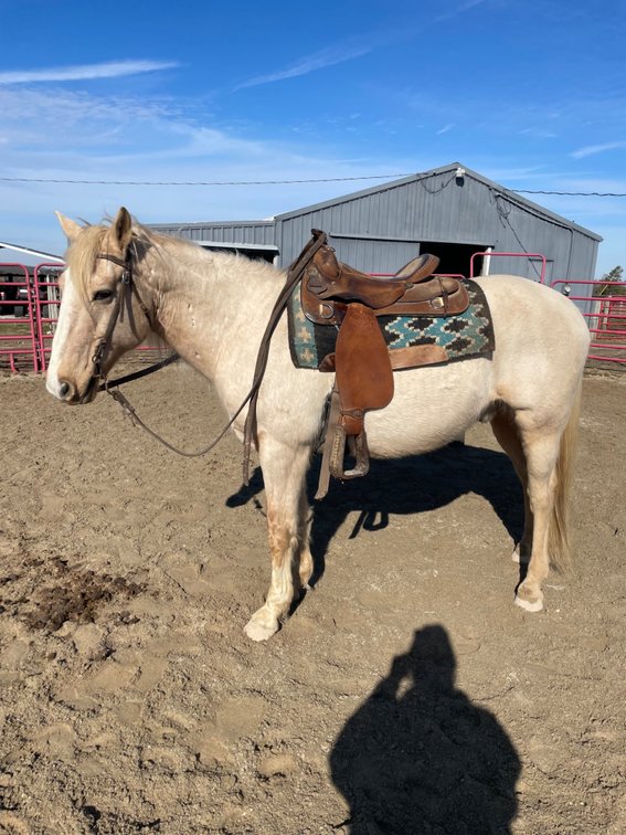 13 year old palomino gelding, 15/1 hands tall