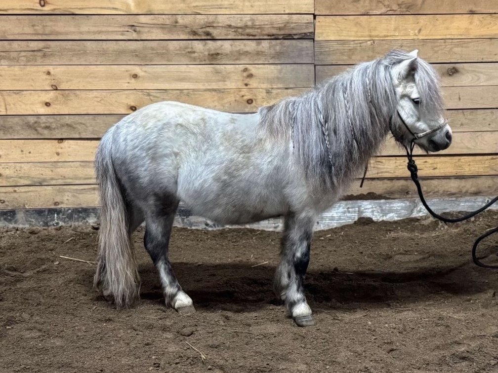 5 year old stud broke to ride and started to drive. Stands 40 inches tall