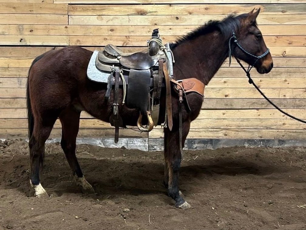 SON OF A WINDMAC  18 year old registered gelding