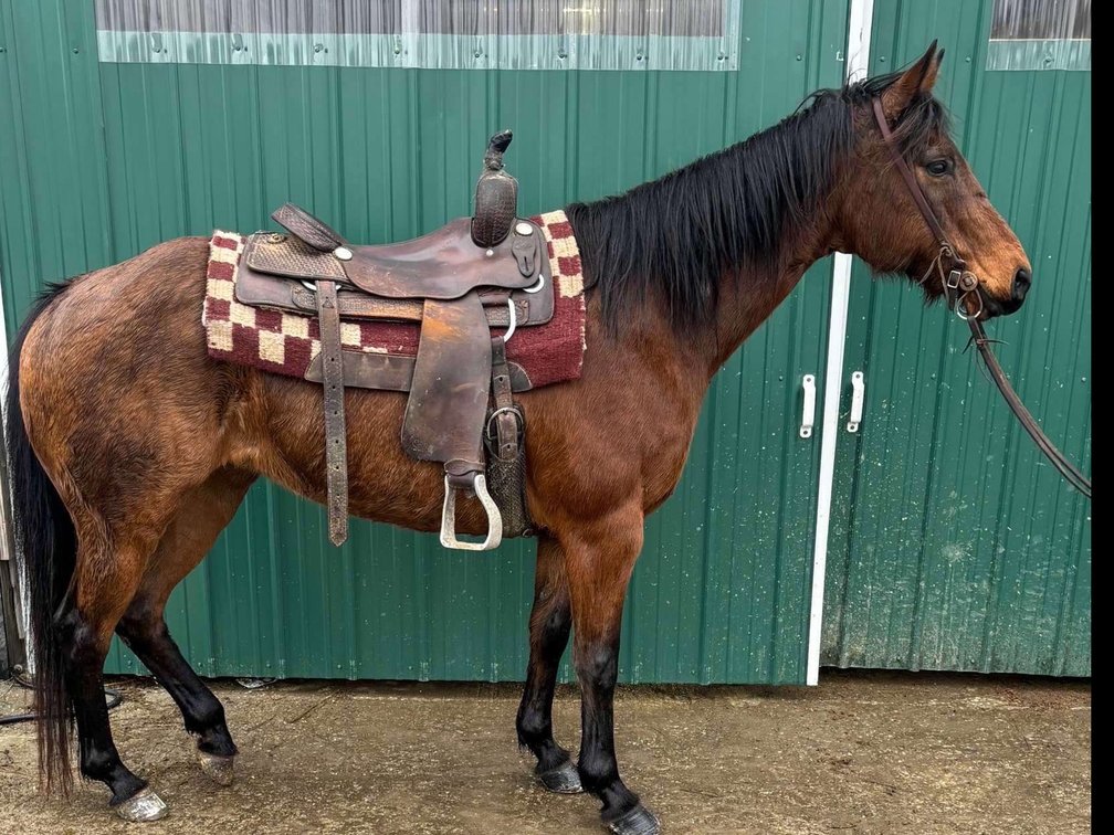 12 year old grade quarter horse mare
