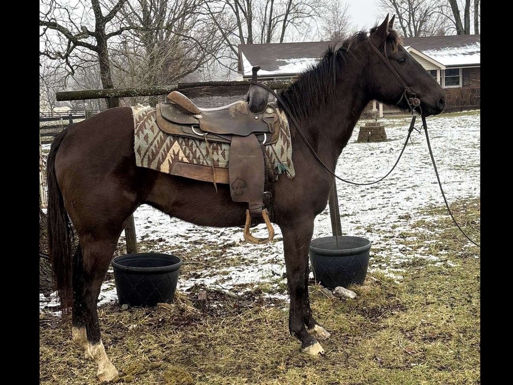 Three year-old gelding he’s had 45 days of riding in the stockyards