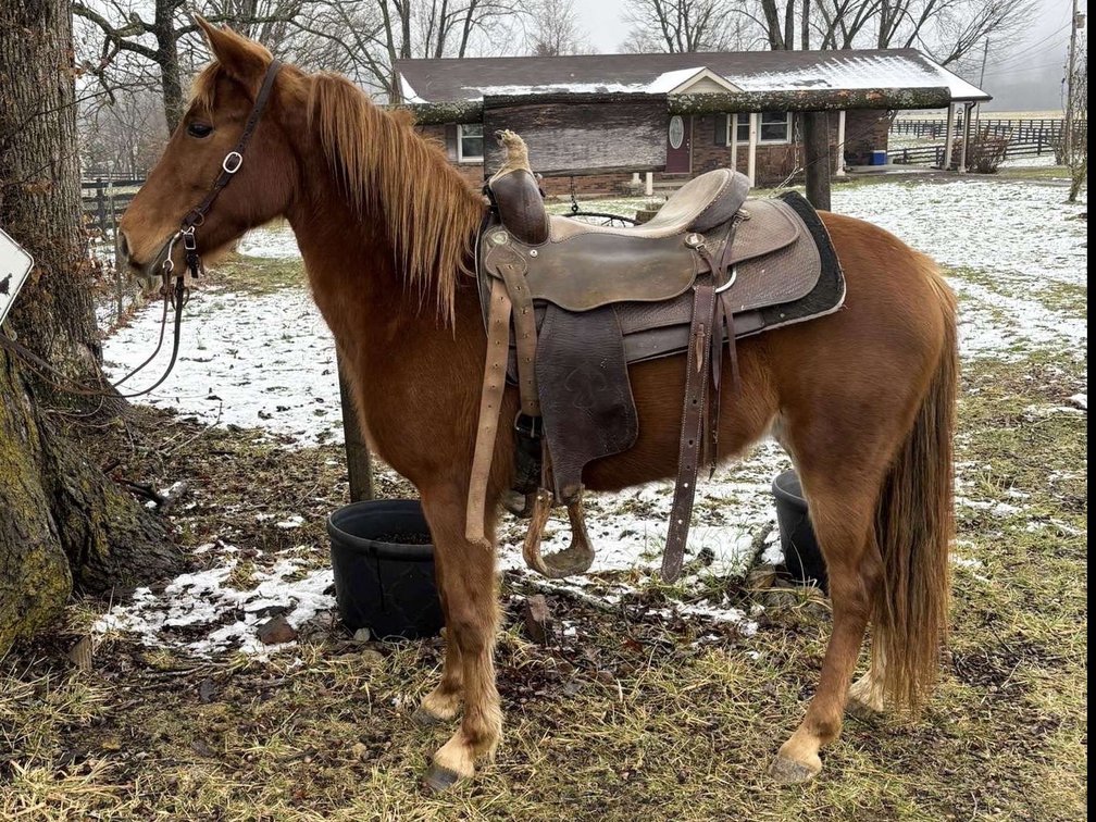 4 year old mare pony stands 50in tall 
