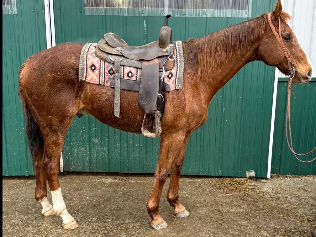 9 year old ranch gelding been used in the stockyards