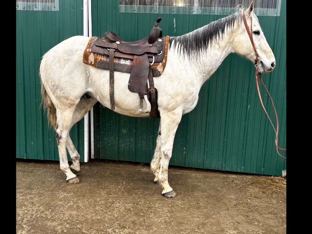 Traveler is a 11 year old ranch horse he stands 16 hands tall