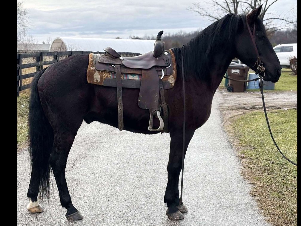 12 year old Percheron quarter cross gelding