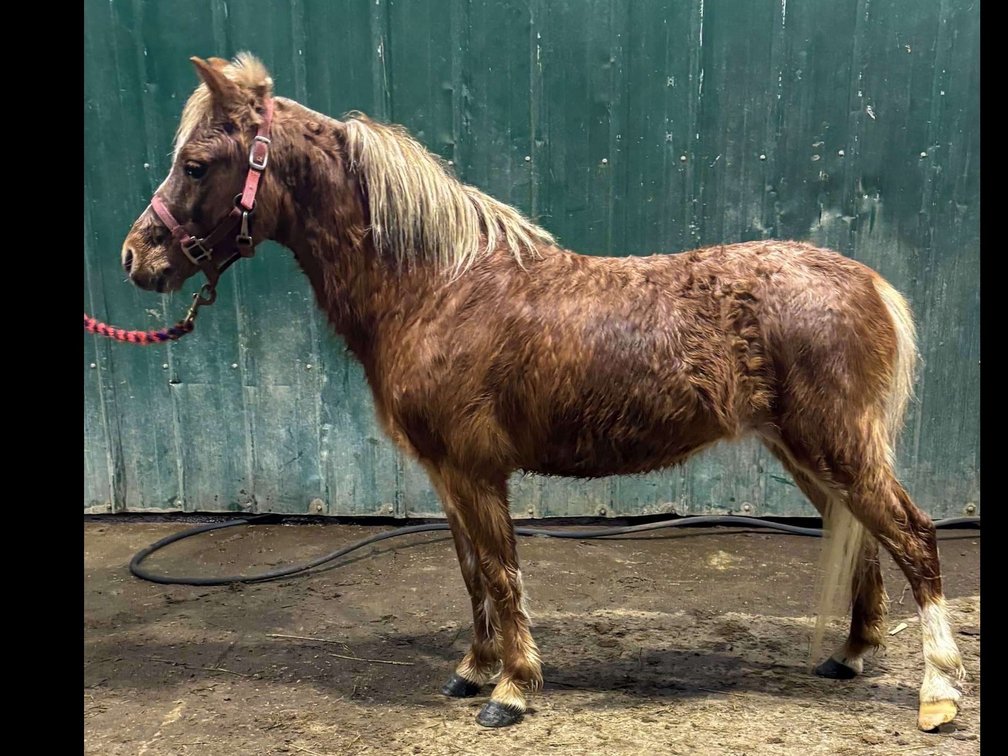Seven-year-old double registered stud pony he stands 34 inches