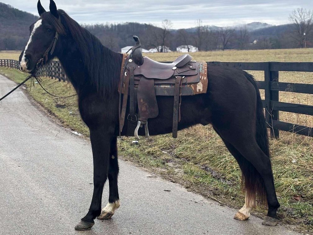 Roscoe is a seven year-old grade Tennessee walking gelding-15.3 hands 